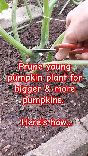 Garden tips 18 - Prune young pumpkin plant for bigger & more pumpkin #pumpkin #pruning #gardening