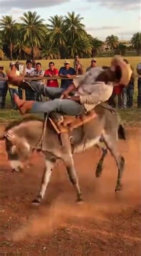 don pancho volvió a montarse en otro Burro pero mas loko 🤣😂no coje cavesa #humor #funny #comedy