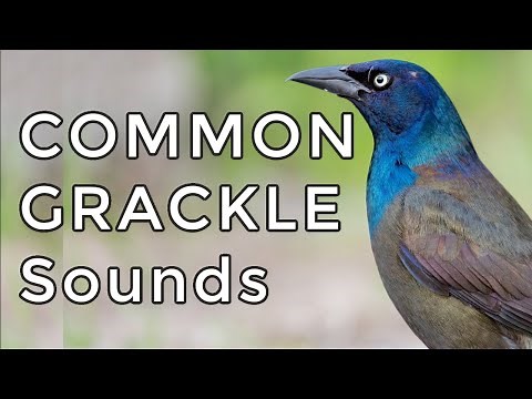 Common Grackle Songs & Calls: Learn TWO common sounds