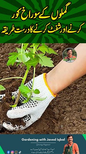 Correct Method To Cover Drain Holes Of Pots | How To Re-pot Plants Successfully #plantssparkjoy #Gardening #gardening #GardeningWithJavedIqbal #gardeningadvice | Gardening with Javed Iqbal