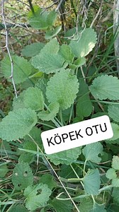 Köpek otu, Nemnem otu, Ballota nigra Ballota nigra (Nemnemotu) genellikle 50 ila 90 cm büyüyebilen bir bitkidir. Küf ya da nemi çağrıştıran oldukça karakteristik bir kokuya sahiptir. Kusma önleyicidir. Geleneksel olarak kederli haller ve menopoz tedavisinde kullanılmıştır. Spazm çözücü, uyarıcı, balgam söktürücü ve kurt düşürücüdür. Dahili olarak sinirsel dispepsi, seyahat hastalığı, gebelikte sabah hastalığı, artrit, gut ve menstrüel bozuklukların tedavisinde başvurulur. Nemnemotu… Ballota nigr