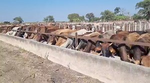 Important Lesson - Cull Cows (Don't pass them to unsuspecting new farmers as breeding cows) Cull cows are old or young cows with breeding faults, feed them in a feedlot (using cheaper home mixed pen fattening meal) for 45-60days to improve their grade and sell for slaughter | Mudzamba Cattle Ranch