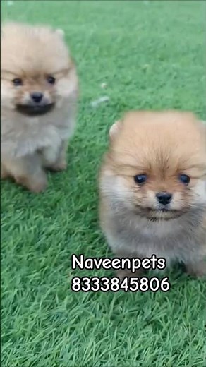 pure toy pomeranian puppies are available