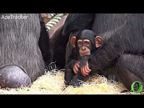 Baby Chimp Cyndi Cant Take Her Eyes Off Jeff 🐵😊 #chesterzoo #chimpanzee