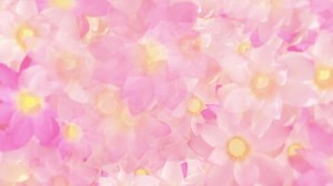 Beautiful floral motion background animation with sacred pink and white lotus flowers moving gently towards the camera. Full HD and looping background.