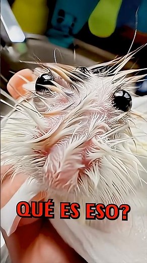 Animales Mojados Son ATERRADORES!! 😨