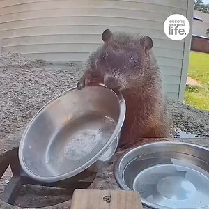 33K views · 334 reactions | Groundhog announces hunger | Lessons Learned In Life | Facebook