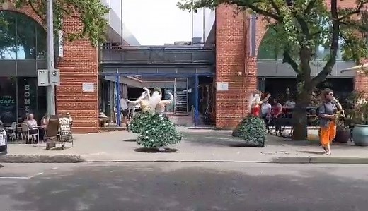 20K views · 403 reactions | Forget putting up Christmas decorations, BE the decoration  These performers were spotted in Braddon, bringing a bit of festive cheer to the streets of Canberra  Do you get as enthusiastic about Christmas as this trio? | ABC Canberra | Facebook