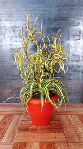 33K views · 628 reactions | Silken Spaces: Creative Spider Plant Display Ideas for Any Room! | Flower lovers | Facebook