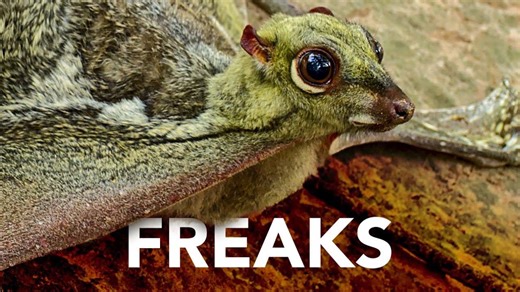 Nature's Most Unusual Costumes | Beaks, Noses, and Adaptations for Survival