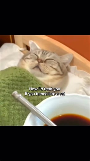 cat memes on Instagram: "how id treat you