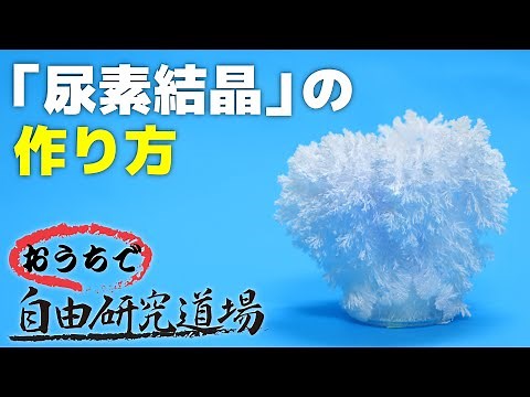【おうちで自由研究道場】「尿素結晶」の巻（How to make a urea's crystal）
