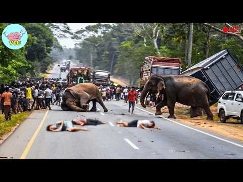 80 MOST TERRIFYING ANIMAL ATTACKS Ever Caught on Camera | Wild Animals Invading People’s Homes
