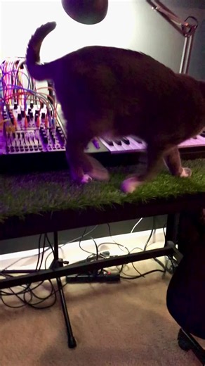 Duet My Synth Cat! Watch the Fun Music Session