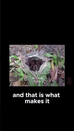 The Silent Strike How the Sydney Funnel Web #horrorshorts #terrifyingtales#spider