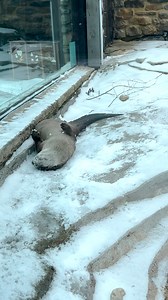 21K views · 976 reactions | We are open today, Jan. 19, from 11 a.m. - 4 p.m. Come and spend your snow day with the animals! | Akron Zoo | Facebook