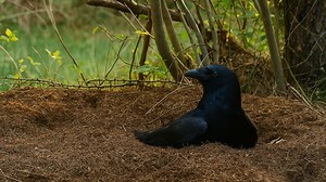 Ant Hill Bath – Nature’s Strange but Fascinating Moment
