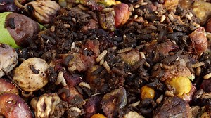 Maggots in Compost? What You Need to Know