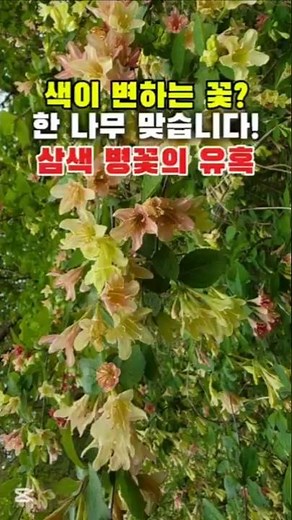 ​한 나무에 꽃 색깔이 3개?! 삼색 병꽃나무의 마법 #삼색병꽃 #삼색병꽃나무 #병꽃나무 #봄꽃 #마당가꾸기 #정원수 #꽃구경 #힐링영상 #식물집사 #shorts #꽃마루뜰