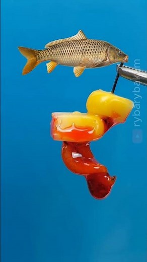 The Sweet Secret to Catching Huge Carp! 🤫 #shorts