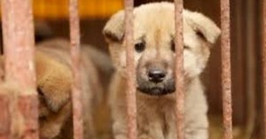 Trước lệnh cấm không được ăn thịt chó, người Hàn Quốc phản ứng dữ dội