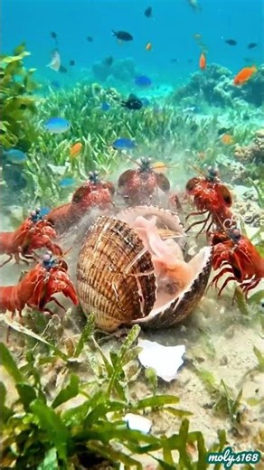 Nothing left but a broken shell. 💀🌊 The ocean shows absolutely no mercy...! 🐟🦀🦞🐋 #oceanbottom #fish