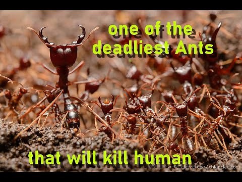 African driver ants that kill anything in it way
