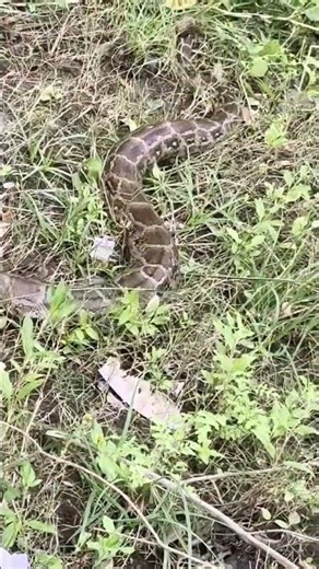 Python rescued and released safely into the forest #snake #viral #rescue #shorts #shortvideo