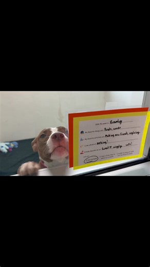 6.4K views · 98 reactions | Meet some of our dogs available for adoption! View all their bios and more at spcaonline.com | SPCA of Tompkins County | Facebook