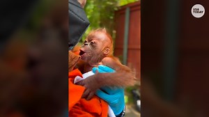 38K views | Zookeepers are stepping in to care for this newborn critically endangered Sumatran orangutan. https://bit.ly/41pjFfr | USA TODAY Video | Facebook