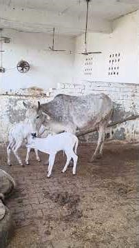 Talu Gaushala jaigaumataki #everyone nonstop mahakal 🐄🕉️🙏