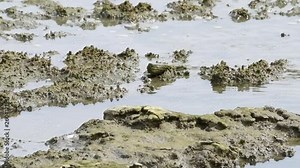 HD video of a sandpiper and a curlew gathered foraging for food along the shoreline in Northern CA. Many varieties of shorebirds can live in close proximity to each other not competing for food.
