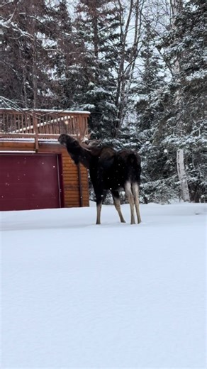 Peaceful Alaskan Bull Moose Sightings in Winter