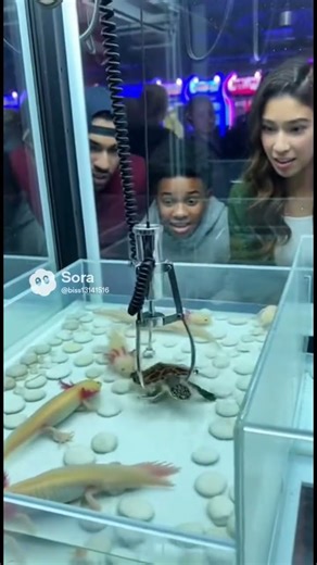 Turtle Claw Machine: Can They Grab the Rarest Prize in the Tank? #funny