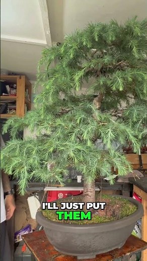 Cedar Bonsai Pruning Watch the Transformation