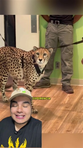 Explora el Zoológico del Bronx y sus Felinos