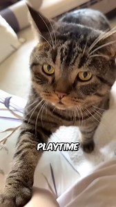 46K views · 1.6K reactions | Why Cats Lick You  #CatFacts | Pet lovers | Facebook