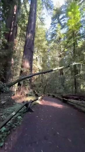 California / Armstrong Redwoods #hiking #hikingadventures #nature #travel