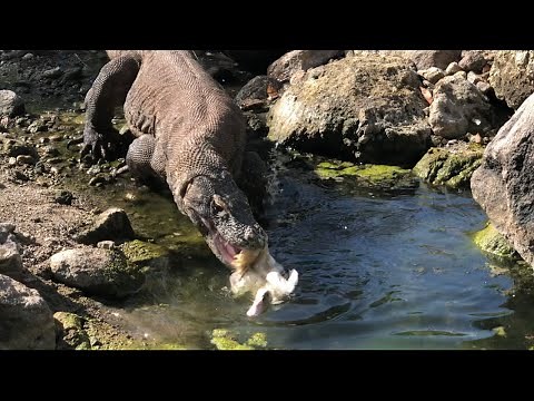 Komodo dragons swallow wild ducks in the river #komodonationalpark #amazing #swallows #komodo