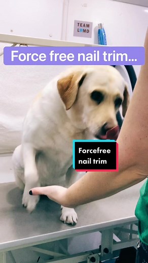 Force-Free Labrador Nail Clipping Guide