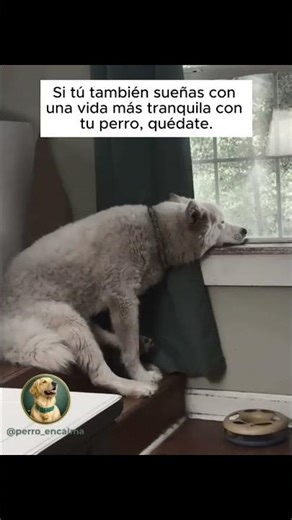 Si tú también sueñas con una vida más tranquila con tu perro, quédate