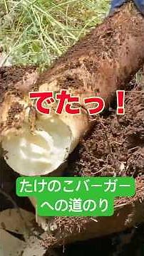 時には身体を使って食材集めてます！〜旬ベジてりやきバーガー"たけのこ"ができるまでの道のり〜