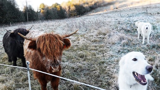 The Life of a Barn Cat