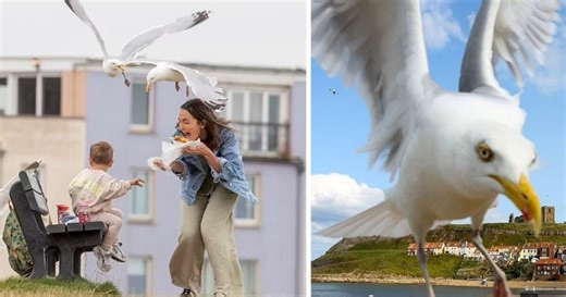 The UK city where locals 'stuck inside' fearing 'rat-eating' seagulls