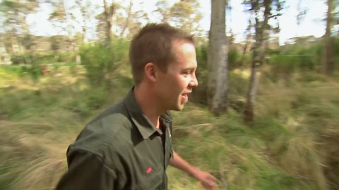 They die in silence: A terrible disease that is wiping out Tasmanian devils forever