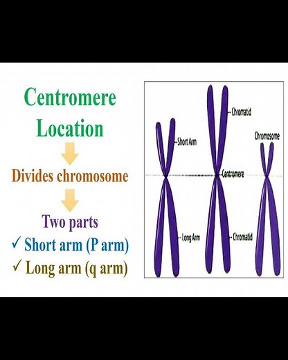 Centromere Location #geneticteacher