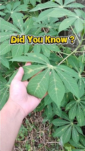 Fun Fact: Cassava Leaves Have More Iron Than Spinach