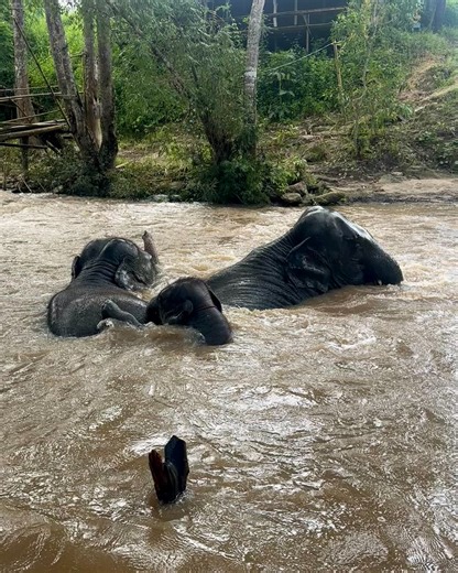 Elephants play when they feel safe. This is what freedom looks like: two adults and a baby splashing in the river, no chains, no stressjust joy. Our guests often say this moment stays with them long after the trip ends. 📍 Chiang Mai, Thailand 🌐 https://templeofelephants.com/en/ 👆 BOOKING NOW!! LIMITED PLACES | Templeofelephants
