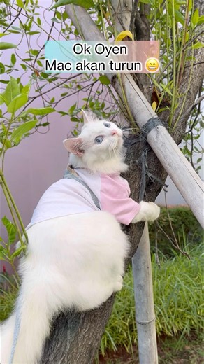 Mr. Mac is stuck in the tree 😃 #cat #funnycat #cute-cat #cat #cutecat #funnycats #shorts #meow