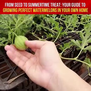 81K views · 2.3K reactions | Homegrown Happiness: Master the Art of Growing Big, Sweet Watermelons with This Proven Method  #GardeningGoals #HomegrownHarvest #DIYGarden" | Houseplants Journal | Facebook